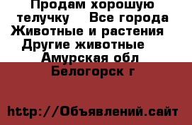 Продам хорошую телучку. - Все города Животные и растения » Другие животные   . Амурская обл.,Белогорск г.